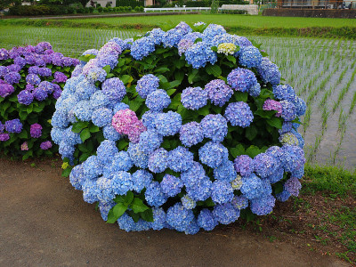 绣球花花菲斯