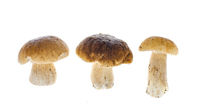 可食用森林牛肝菌，牛肝菌分离于白色