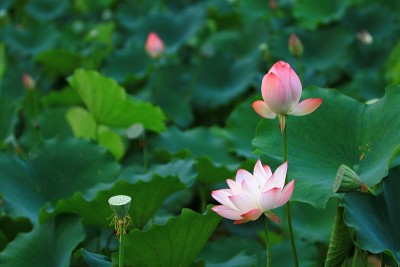 一朵莲花和莲花植物