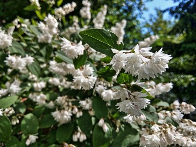 Deutzia花在开花特写