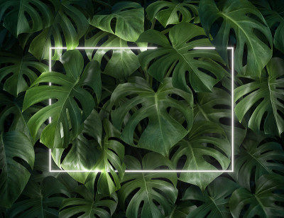 植物与白色霓虹框架