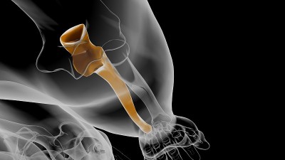 人体骨骼解剖学尺骨骨3D渲染