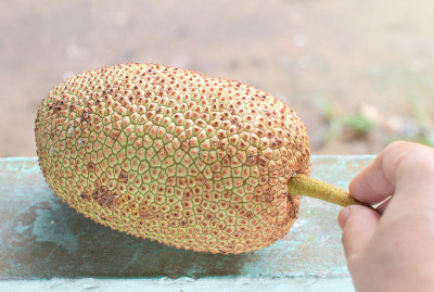 木果或面包果整数，是同一属的菠萝蜜