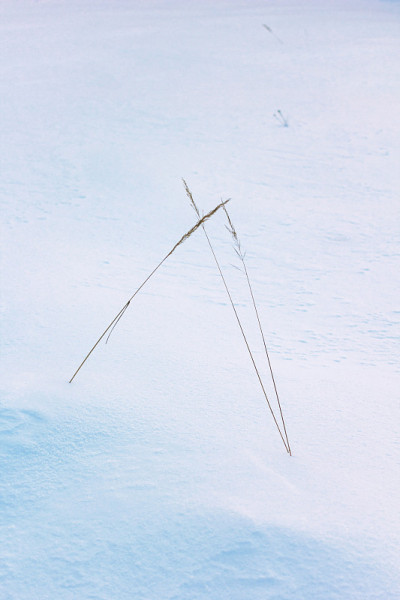 雪地里的三片干草