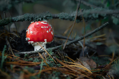 红蝇木耳靠近秋天的森林与树叶和苔藓