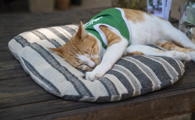 特写泰国黄猫愉快地睡在垫子上。
