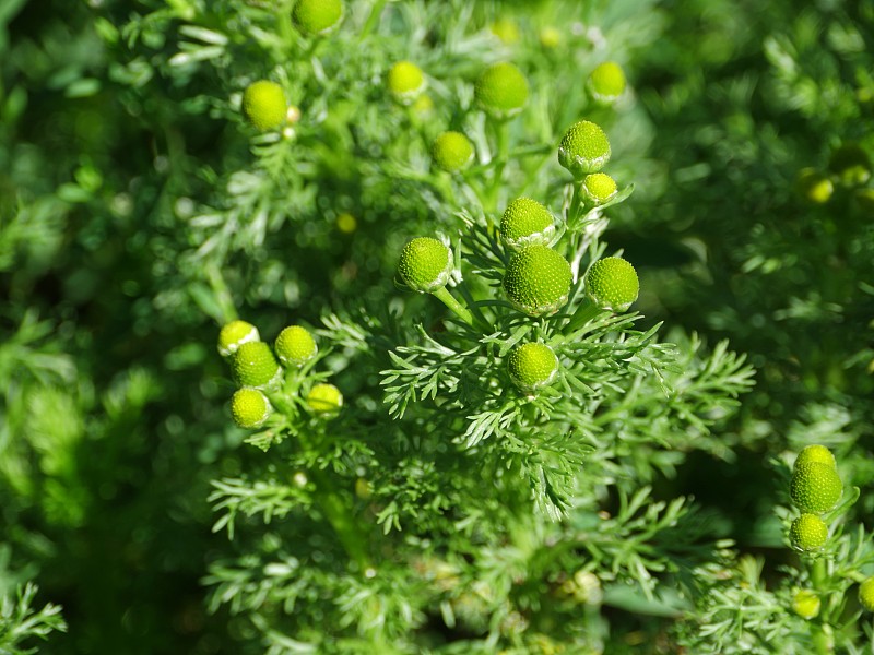 绿色的花，甘菊香