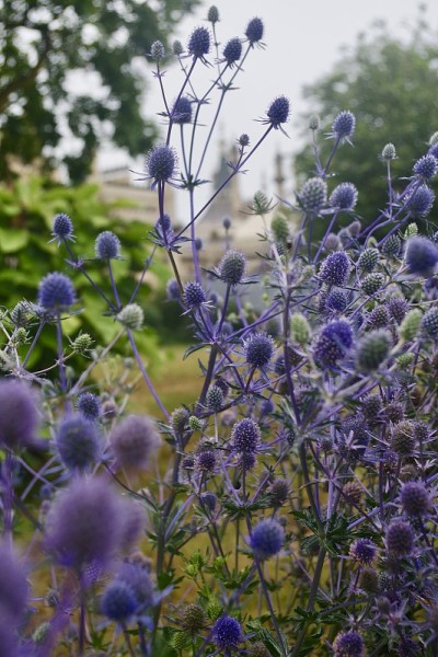 Eryngium花
