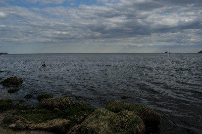 瓦尔纳海岸的海鸥和鲱鱼海鸥