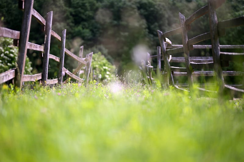 农村动物农场夏季鲜花的特写，以散景的感觉