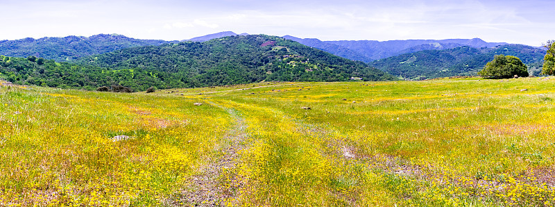 金田野花盛开在南旧金山湾;翠绿的山丘在背景中可见;加州圣何塞