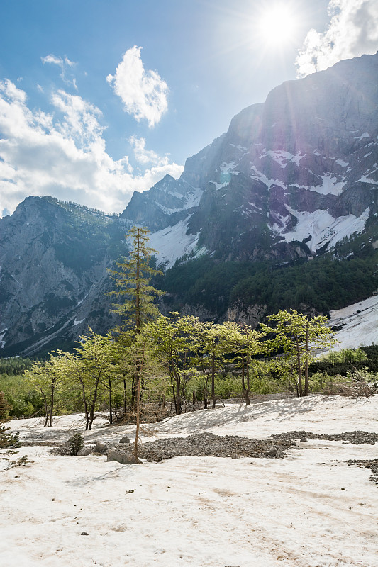 高山谷地森林