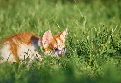 草丛里的小猫。