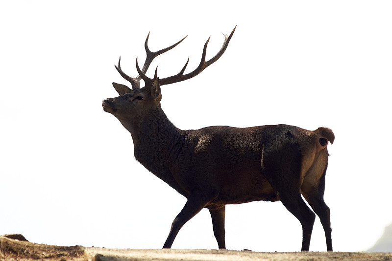 马拉加马贝拉的尼维斯国家公园里的公鹿(cervus elaphus)。西班牙