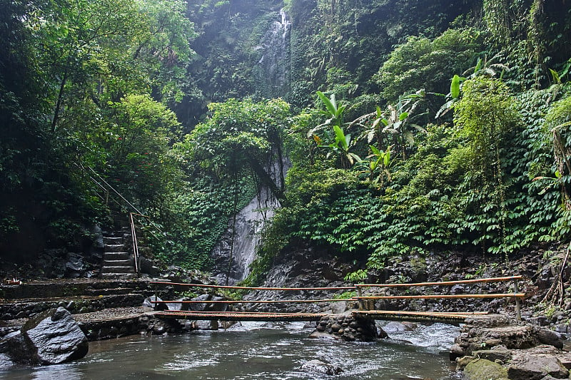 河流在丛林森林中