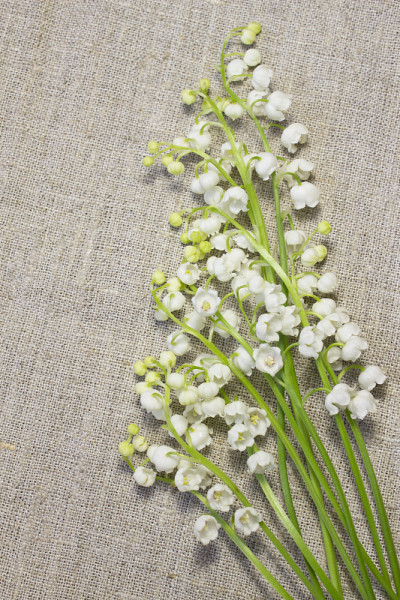 百合花，春天的贺卡
