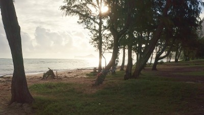 镜头在雨林中穿过树木。热带瓦胡岛的野生海滩。夏威夷岛的清晨。替身。DCI 4 k。