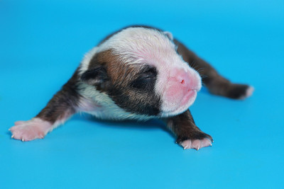 7天纯种英国斗牛犬幼犬