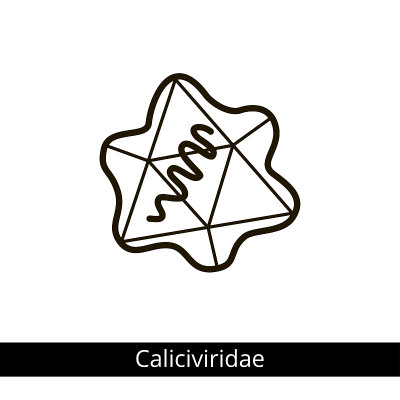 Caliciviridae。分类的病毒。
