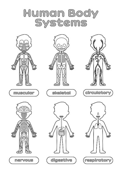 一套儿童人体系统。解剖学和生物课的工作表。教育孩子。图像打印。平的卡通风格。黑色和白色。矢量插图。