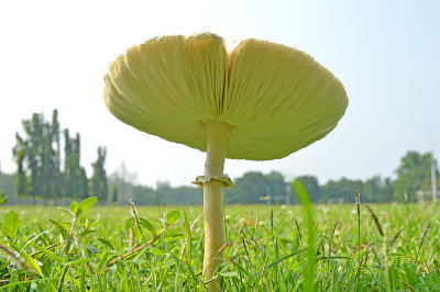 白蘑菇