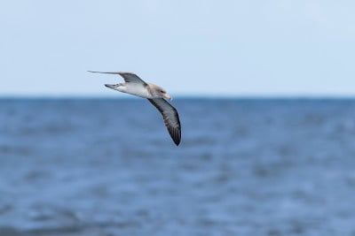 科里斯海鸥水在海上