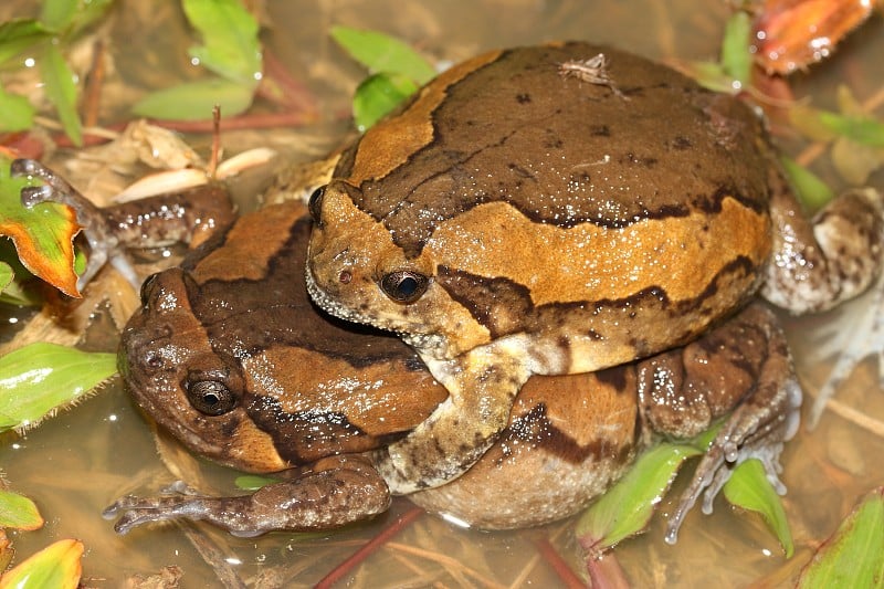 带纹牛蛙(Kaloula pulchra)雄性和雌性的臂丛(性)在水中