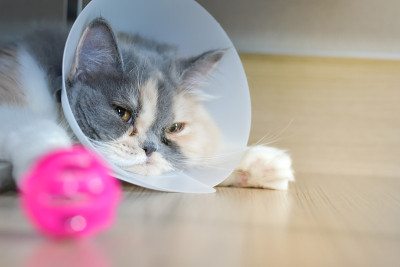 戴着保护项圈的波斯猫