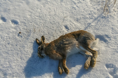 兔(Lepus europaeus)