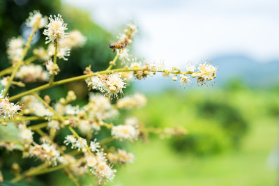 花园里的龙眼花