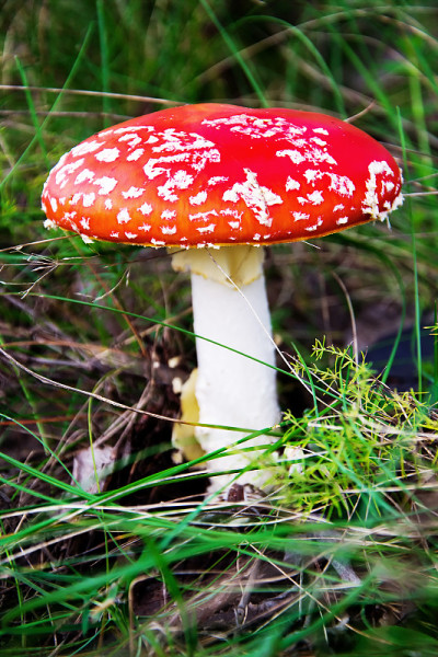 草中有鹅膏菌