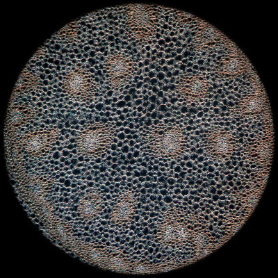 科学显微植物的根
