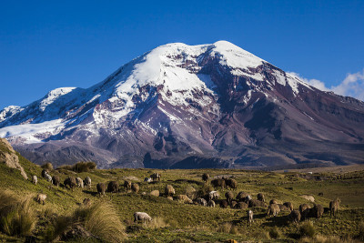 钦博拉索火山和羊