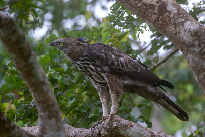 多变的鹰或冠鹰(Nisaetus cirrhatus)是一种大型猛禽科雀鹰