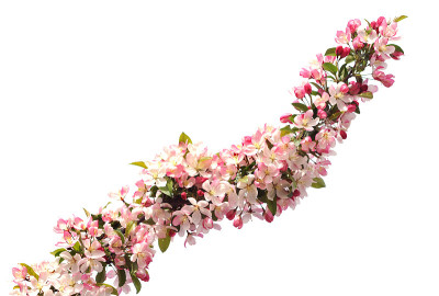 红果樱花