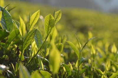 茶