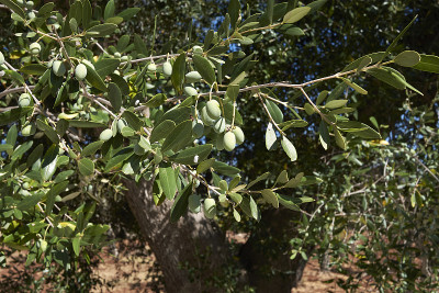 油橄榄(Olea europaea)是夏季的树种