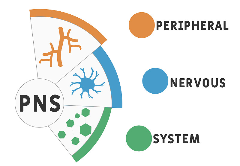 PNS -周围神经系统的缩写。经营理念的背景。