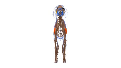 三角肌狗的肌肉解剖医学概念3D