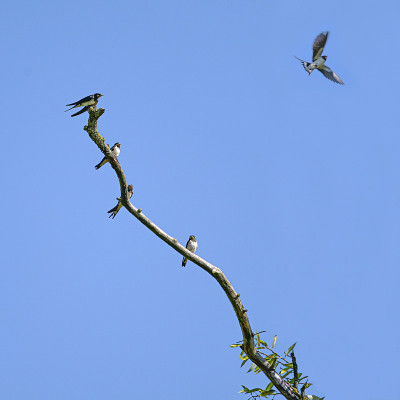 一群仓燕(Hirundo rustica)坐在一根光秃秃的树枝上，其中一只小鸟正飞向蓝天，复制空间