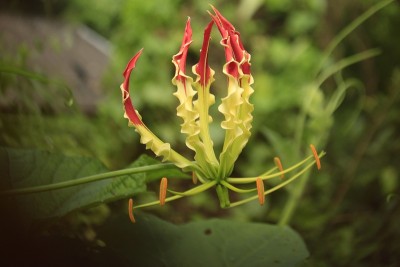 攀缘百合(Gloriosa)是印度一种奇妙的野花。