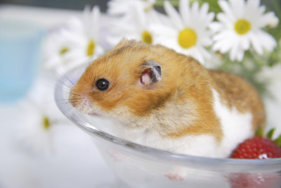 仓鼠和鲜花