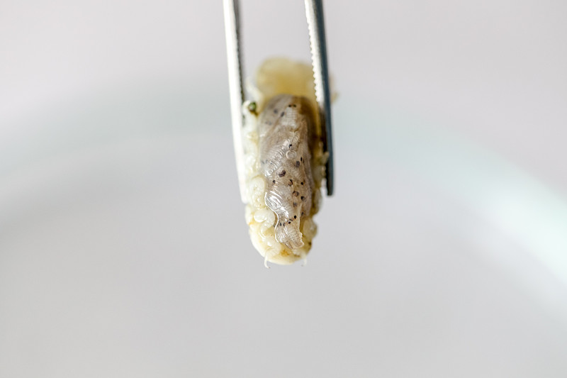 等足类(甲壳纲)，等足类生活在海洋中，在淡水中，等足类有壳质外骨骼和关节四肢，用于实验室教育。
