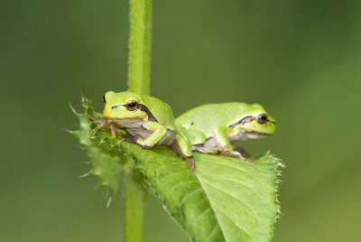 欧洲树蛙(Hyla arborea前Rana arborea)是一种小型树蛙，发现于欧洲、亚洲和非洲