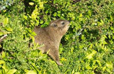 裙子dassie