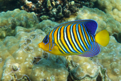 皇家或帝王天使鱼(Pygoplites diacanthus) -红海