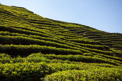 茶园
