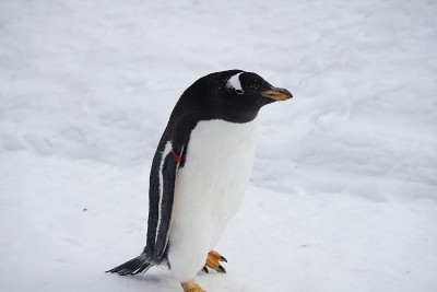 企鹅雪走