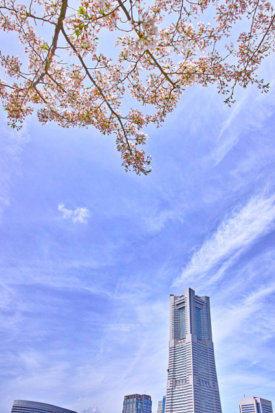 樱桃树和高层建筑