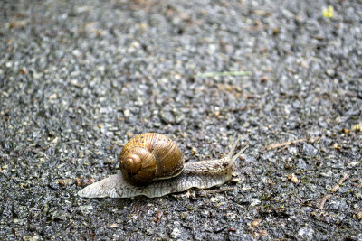 雨后在柏油路上爬行。近距离观察野生自然。